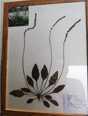 传承天然药物古韵 ,珍爱魅力自然——药学院第一届标本展(图11) 传承天然药物古韵 ,珍爱魅力自然——药学院第一届标本展(图11)